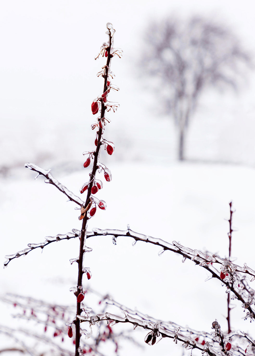 Carte de souhait de Noël MJ - 5''x7'' - Arbre