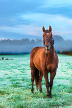 Charger l&#39;image dans la galerie, Impression MJ - papier Fine Art ou Canevas
